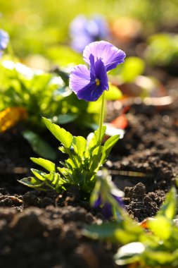 Bahçedeki güzel çiçekler