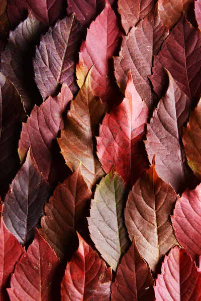 Sfondo di foglie di autunno — Foto Stock