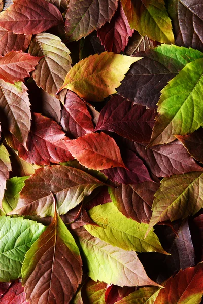 紅葉の背景 — ストック写真