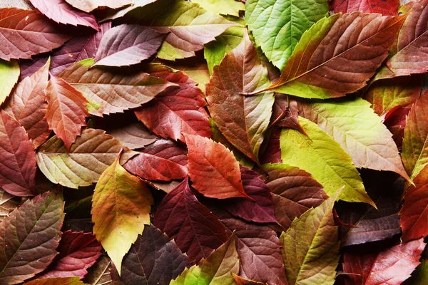 Fondo de hojas de otoño —  Fotos de Stock