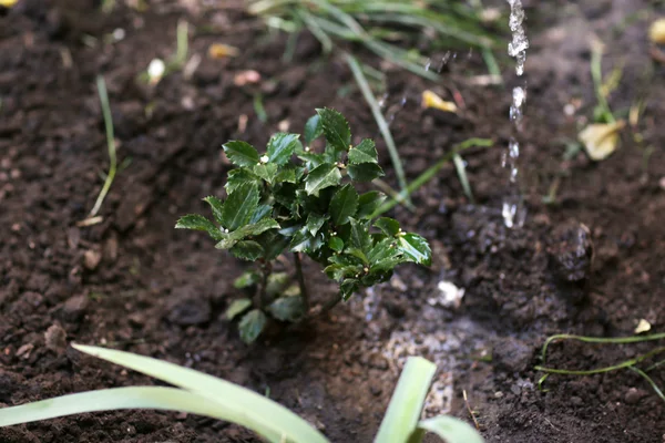 Tree planting in garden — Stock Photo, Image