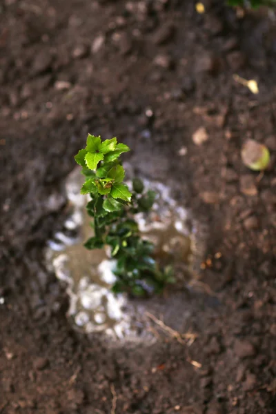 Tree planting in garden — Stock Photo, Image