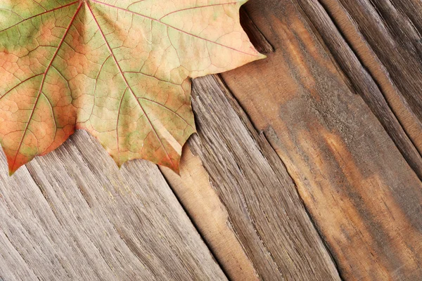 美しい秋の紅葉 — ストック写真