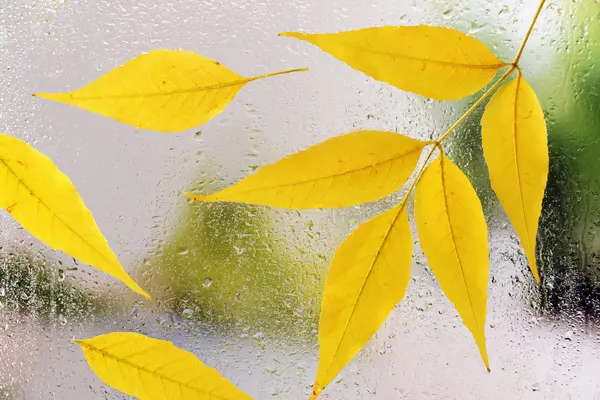 Feuilles d'automne sur la fenêtre — Photo