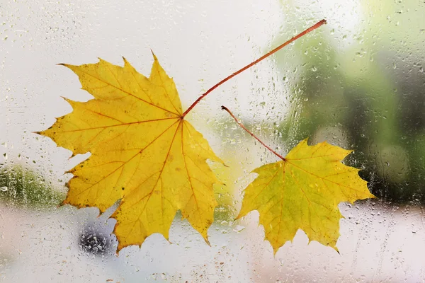 Autumn leaves on window — Stock Photo, Image