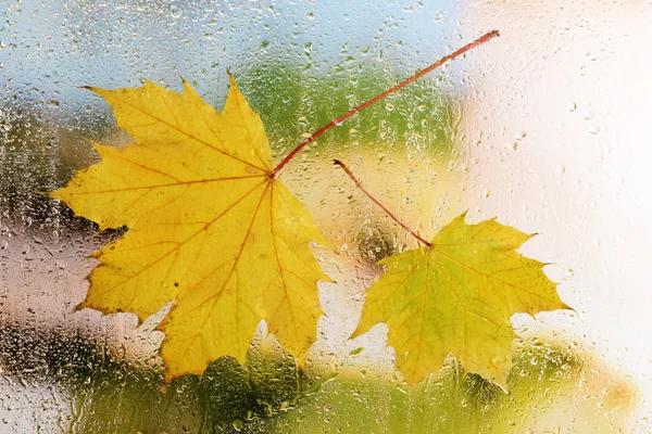 Autumn leaves on window — Stock Photo, Image