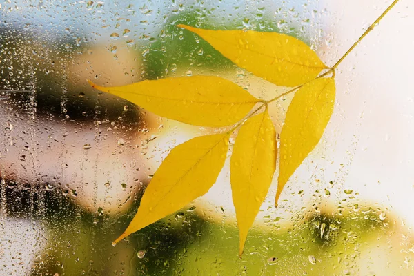 Autumn leaves on window — Stock Photo, Image