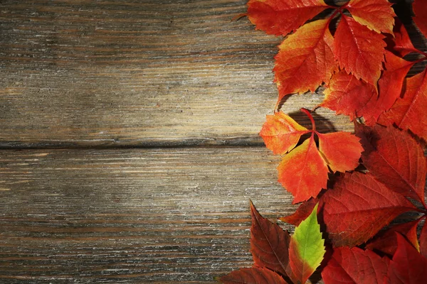 Hermosas hojas de otoño — Foto de Stock