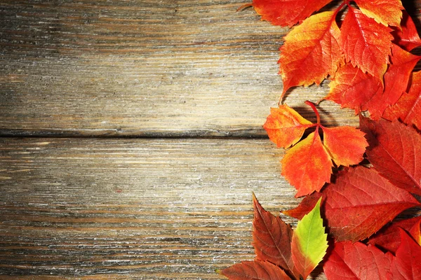 Beautiful autumn leaves — Stock Photo, Image