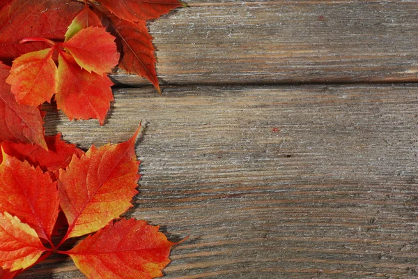 Hermosas hojas de otoño —  Fotos de Stock