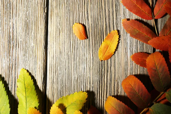 Beautiful autumn leaves — Stock Photo, Image