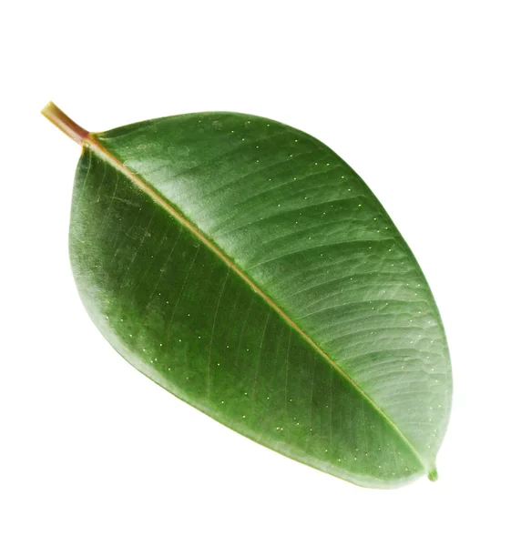 Ficus or rubber plant — Stock Photo, Image