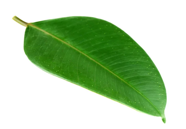 Ficus or rubber plant — Stock Photo, Image