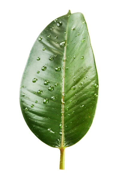 Figowiec lub gumy roślinne — Zdjęcie stockowe