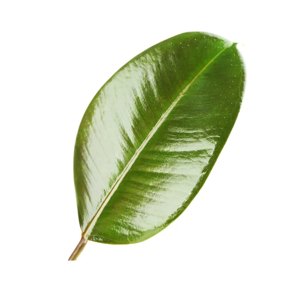 Ficus or rubber plant — Stock Photo, Image