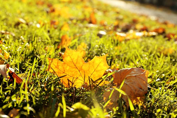 Belle foglie autunnali sull'erba — Foto Stock