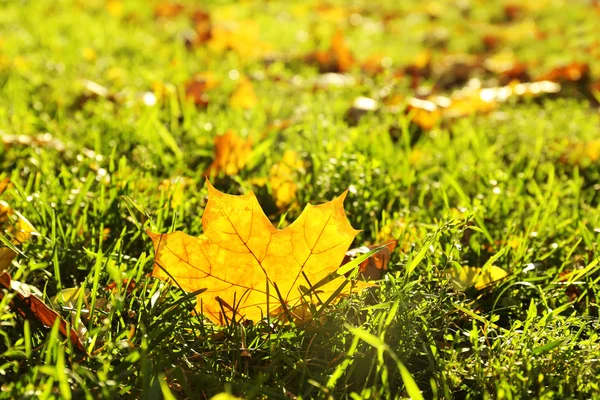 Beautiful autumn leaves on grass — Stock Photo, Image