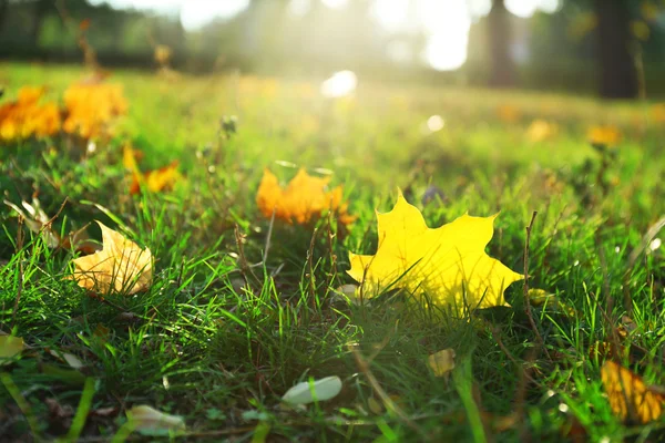 Hermosas hojas de otoño sobre hierba — Foto de Stock