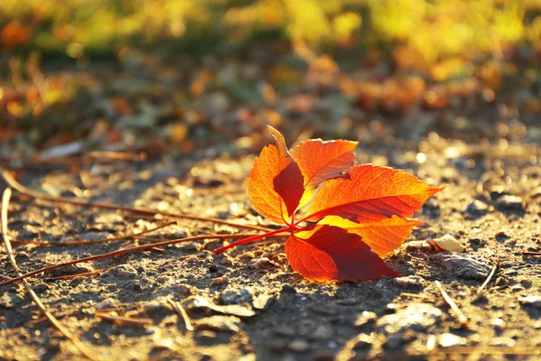 Hermosa hoja de otoño —  Fotos de Stock