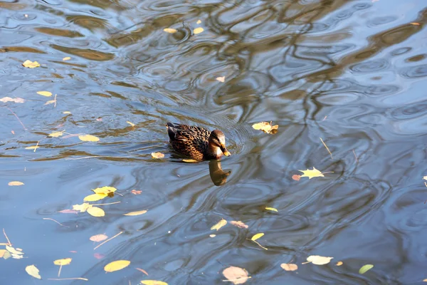 Anatra che nuota in acqua — Foto Stock