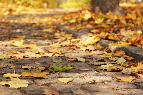 Belle foglie d'autunno — Foto Stock