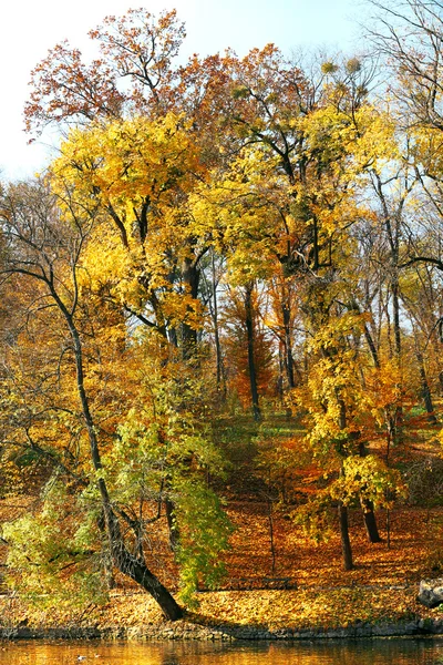 Gyönyörű őszi fák, a park — Stock Fotó