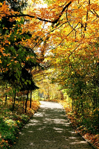 Parkta güzel sonbahar ağaçlar — Stok fotoğraf