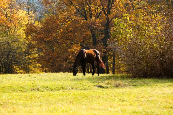 Красивая коричневая лошадь на пастбище — стоковое фото