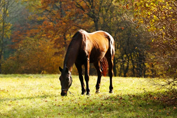 Hermoso caballo marrón en el pasto —  Fotos de Stock