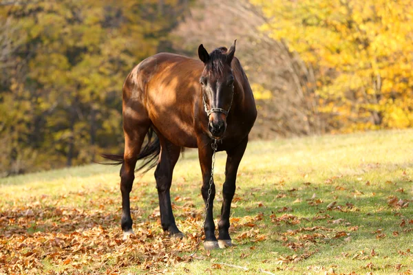 Beautiful brown horse in pasture — Stock Photo, Image