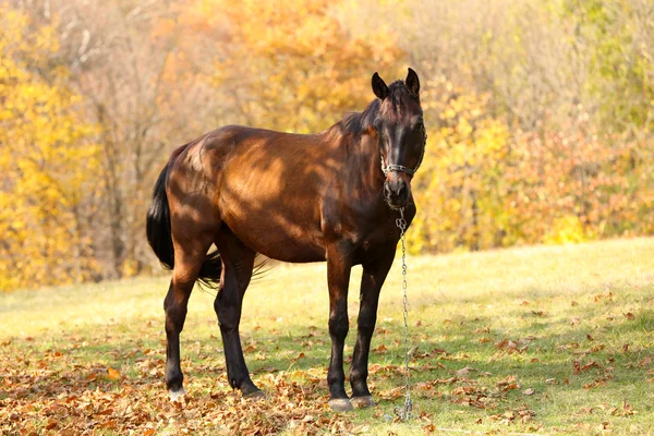 Beautiful brown horse in pasture — Stock Photo, Image