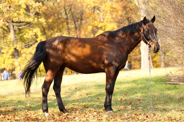 Beautiful brown horse in pasture — Stock Photo, Image