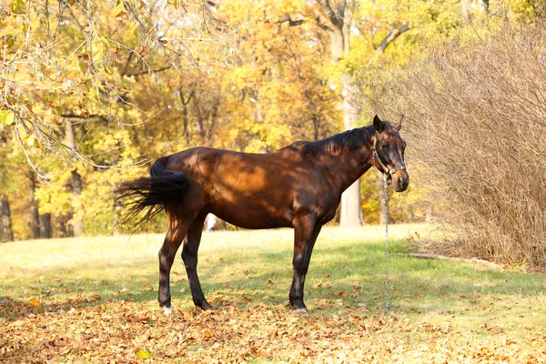 Красивий коричневий кінь в пасовищі — стокове фото