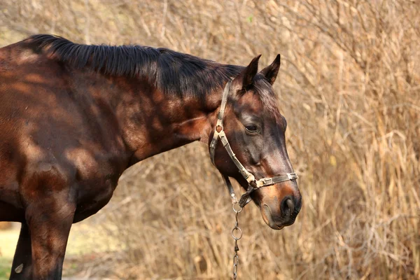 Beau cheval brun en pâturage — Photo