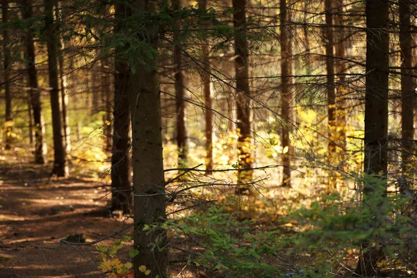 Träd i skogen — Stockfoto