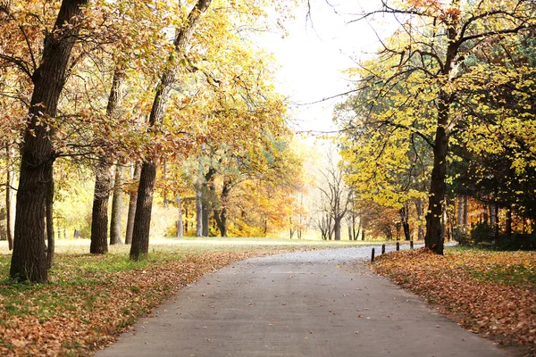 Beaux arbres d'automne dans le parc — Photo