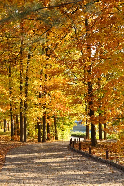 Beautiful autumn trees in park — Stock Photo, Image