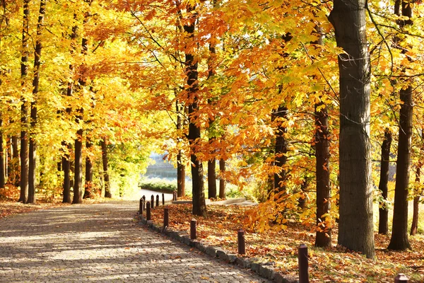 Bellissimi alberi autunnali nel parco — Foto Stock