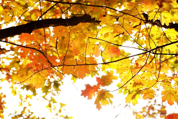 Beautiful autumn leaves, close-up — Stock Photo, Image