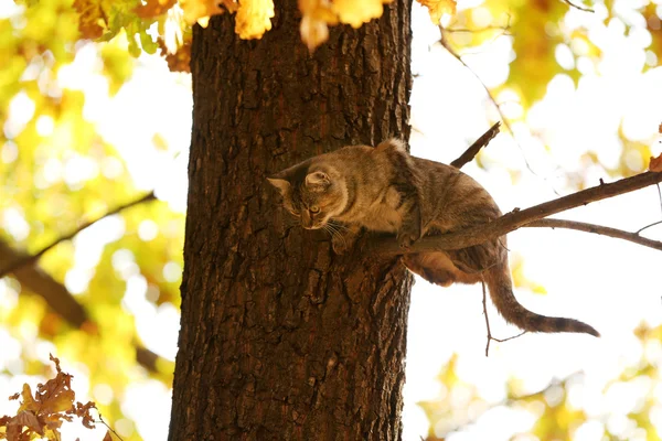 Gato na árvore — Fotografia de Stock