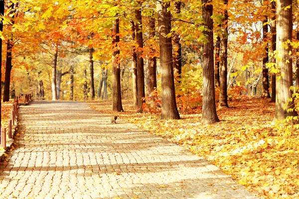 Schöne Herbstbäume im Park — Stockfoto