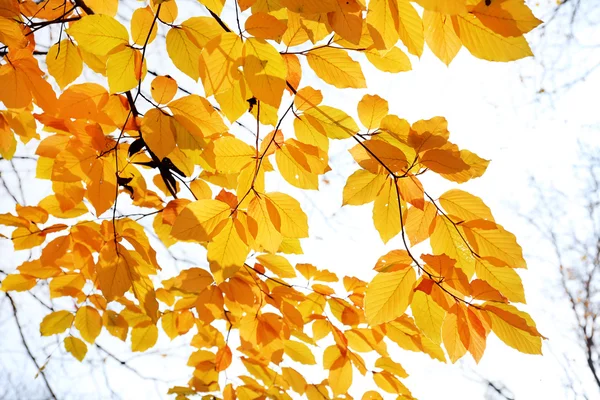 Beautiful autumn leaves — Stock Photo, Image