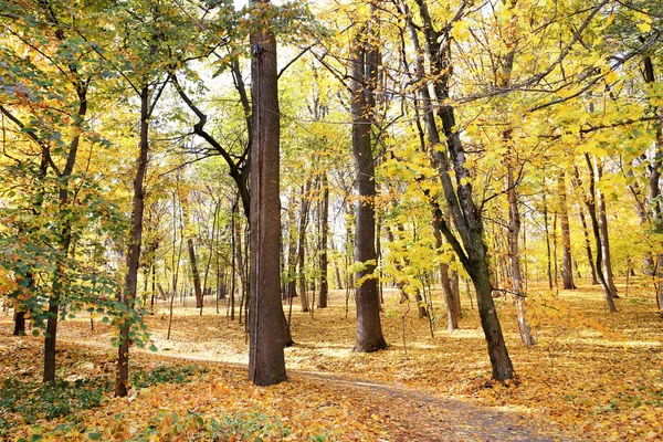 Schöne Herbstbäume im Park — Stockfoto