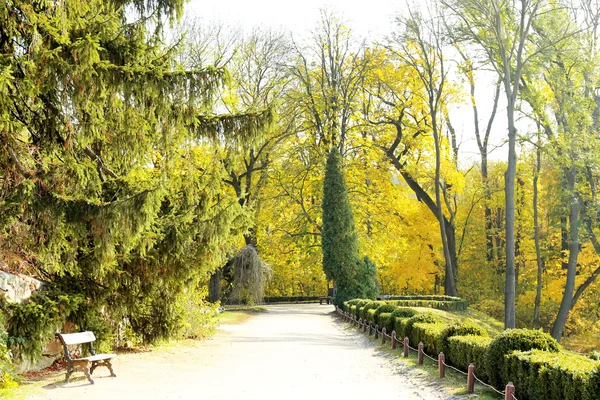 Beautiful autumn trees in park — Stock Photo, Image