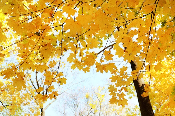 Lindas folhas de outono — Fotografia de Stock