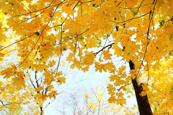 Hermosas hojas de otoño —  Fotos de Stock