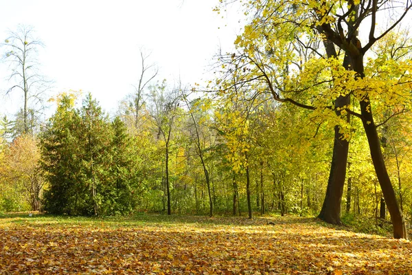 Schöne Herbstbäume im Park — Stockfoto