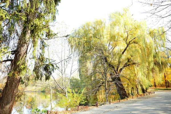 Hermosos árboles de otoño en el parque — Foto de Stock