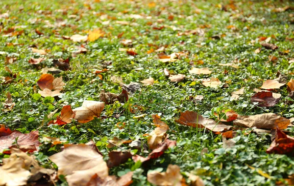 Belles feuilles d'automne — Photo