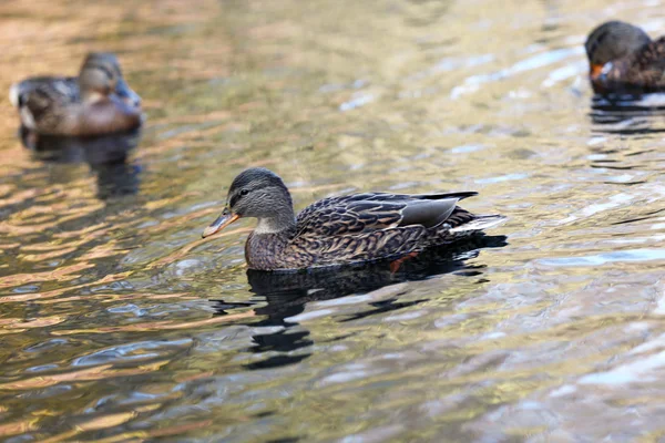 Anatre che nuotano in acqua — Foto Stock